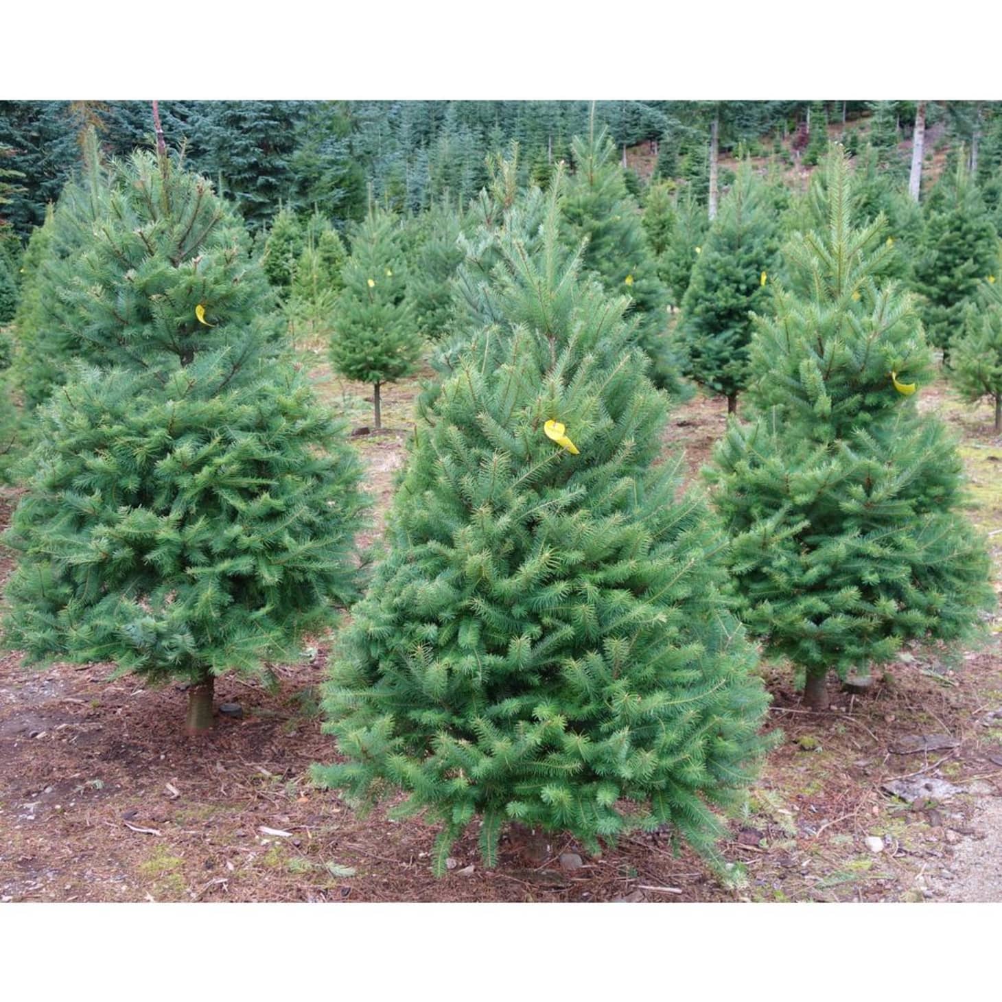 Live Christmas Trees For Sale Sydney 2025 Alma Lyndel